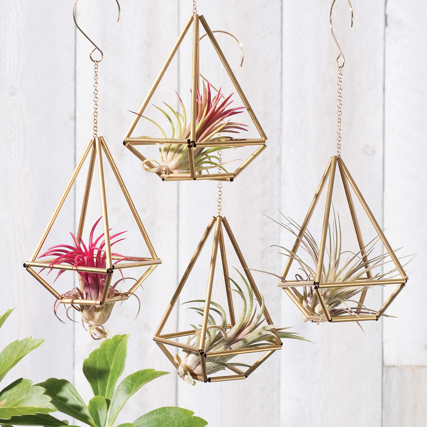 Himmeli "Basket" ornaments shown holding air plants