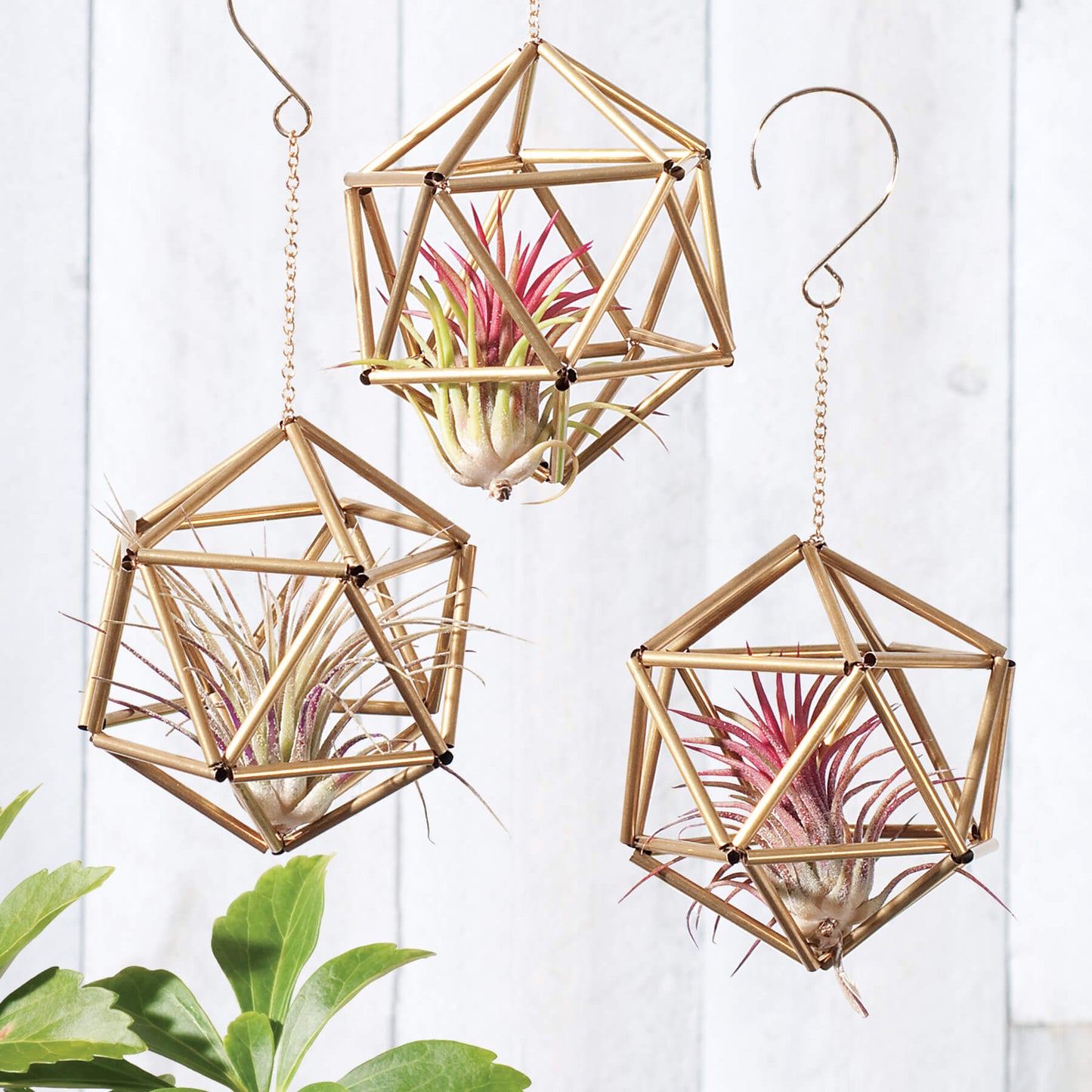 Himmeli "Ball" ornaments shown wth air plants