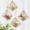 Himmeli Decahedron ornaments shown with air plants