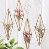 Himmeli Tall Diamond ornaments shown with air plants