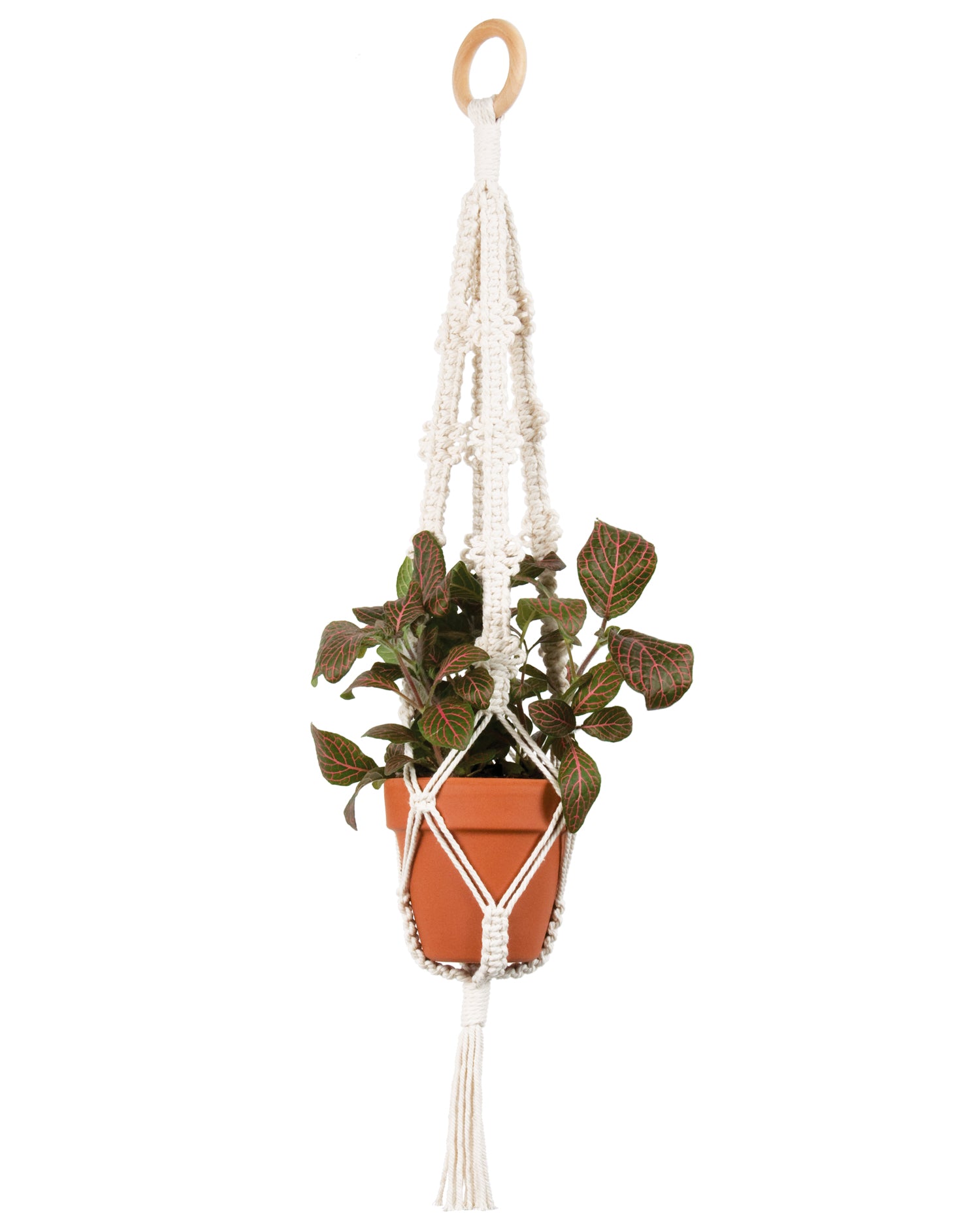 Solid Oak: Macramé Plant Hanger Kit - Picots